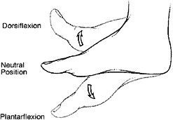 Dorsiflexion and plantar flexion at the ankle