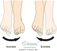 Inversion and eversion of the feet