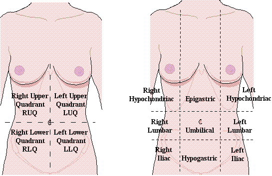 Abdominal quadrants and regions