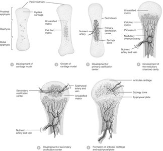 Stages of endochondral ossification