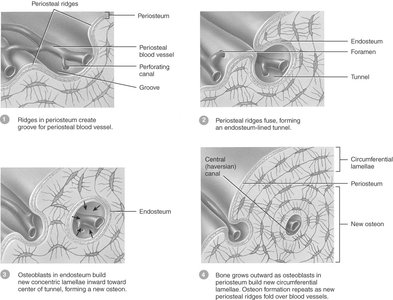 Appositional growth of bone