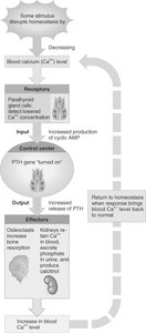Hormonal regulation of blood calcium