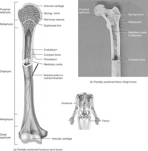 Labeled anatomy of a long bone