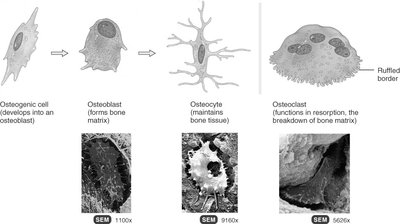 Bone cell types and their functions