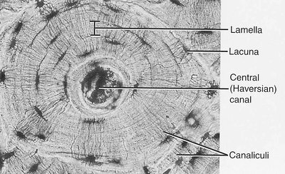 Microscopic structure of compact bone