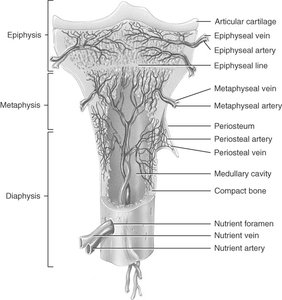 Blood supply to a long bone