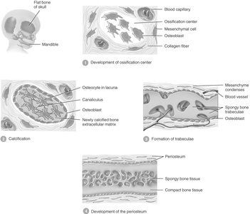 Stages of intramembranous ossification