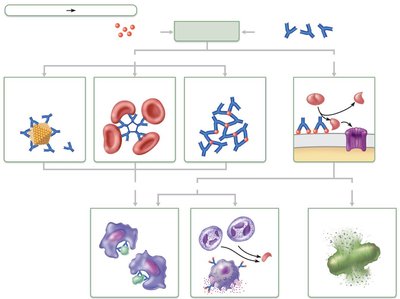 Mechanisms of antibody action