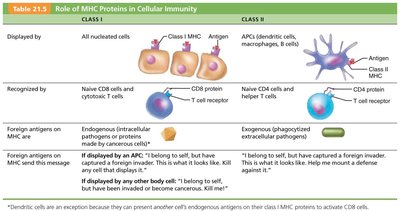 Role of MHC proteins in cellular immunity