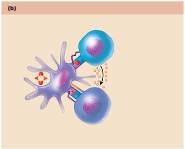 Helper T cells mobilizing humoral and cellular immunity