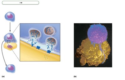 Cytotoxic T cells attacking infected and cancerous cells