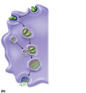Events of phagocytosis