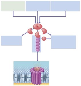 Complement activation pathways and effects