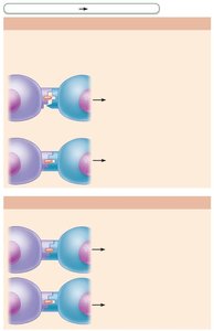 T cell education in the thymus: positive and negative selection