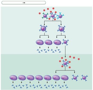 Clonal selection of a B cell and immunological memory