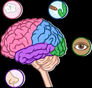 Lateral view of the brain showing the four lobes and their functions