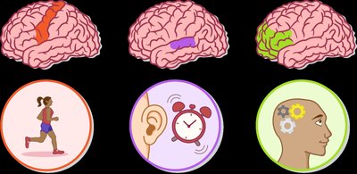 Diagram showing the main functional areas of the cerebral cortex