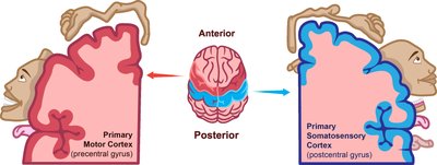 Motor and sensory homunculus diagrams