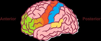 Diagram of cerebral white matter fiber tracts