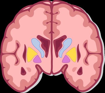 Diagram showing the location of the basal nuclei in the brain
