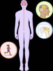Diagram of CNS with brain and spinal cord, and examples of CNS functions