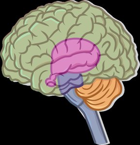 Lateral view of the brain showing cerebrum, diencephalon, brainstem, and cerebellum