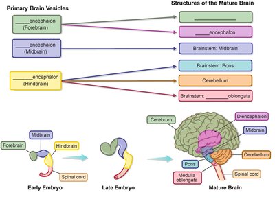 Diagram of brain vesicle development from embryo to mature brain