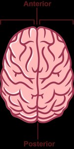 Superior view of the brain showing anterior and posterior orientation