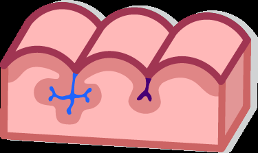 Diagram showing gyri and sulci on the brain surface