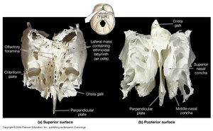 Superior and posterior surfaces of ethmoid bone