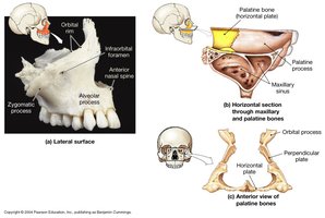 Lateral and horizontal views of palatine bones