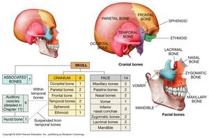 Labeled diagram of cranial and facial bones