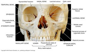 Hyoid bone location and structure