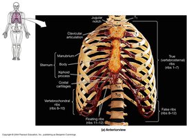 Anterior view of rib cage with labeled sternum and ribs