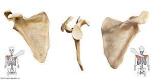 Anterior, lateral, and posterior views of scapula