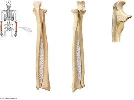 Views of radius and ulna with labeled features