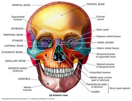 Anterior view of skull with labeled bones and landmarks