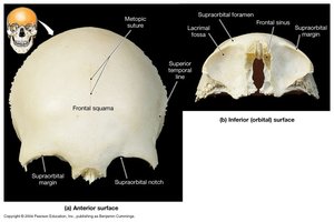 Anterior and inferior surfaces of the frontal bone
