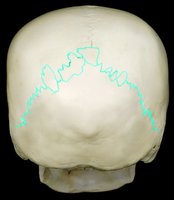 Posterior view of the skull showing the lambdoid suture
