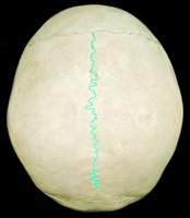 Superior view of the skull showing the sagittal suture