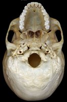 Inferior view of the human skull showing the cranial base and foramen magnum