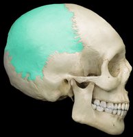 Superior view of the skull highlighting the frontal bone