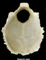 Posterior view of the skull highlighting the occipital bone