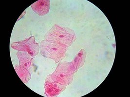 Microscopic view of stained cheek cells at 40X
