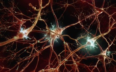 Microscopic view of neurons and glial cells