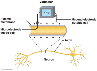 Measuring resting membrane potential