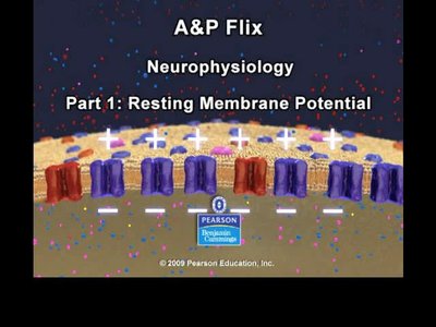 Resting membrane potential video screenshot
