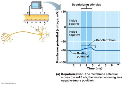 Depolarization graph