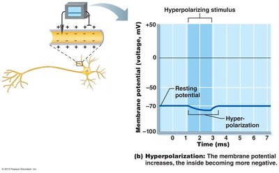 Hyperpolarization graph