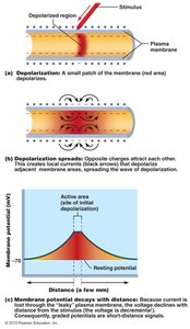 Spread and decay of graded potential